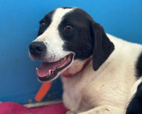 Saya Zorro Dogsavior Sep25 Beitragsbild