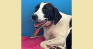 Saya Zorro Dogsavior Sep25 Social Media