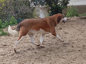 Die weiß braune Hündin Shorty spielt mit einem Ball