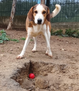 Die weiß braune Hündin Shorty spielt mit einem Ball