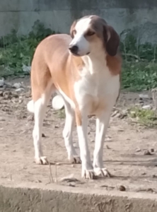 Die weiß braune Hündin Shorty steht auf dem Tierschutzgelände