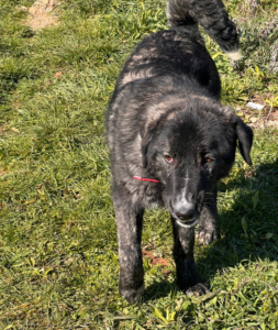 Tiger Zorro Dogsavior Aug25 1