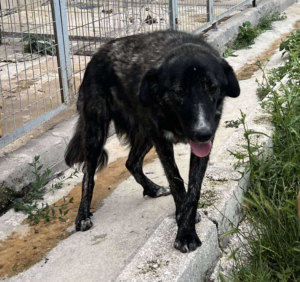 Tiger Zorro Dogsavior Aug25 2