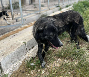 Tiger Zorro Dogsavior Aug25 3