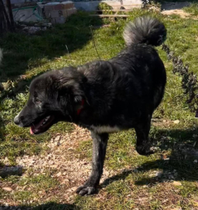 Tiger Zorro Dogsavior Aug25 4