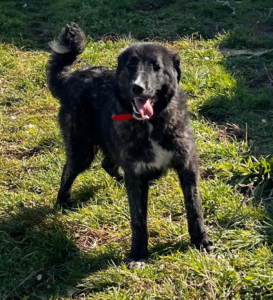 Tiger Zorro Dogsavior Aug25 6