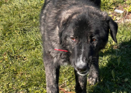 Tiger Zorro Dogsavior Aug25 Beitragsbild