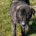 Tiger Zorro Dogsavior Aug25 Beitragsbild