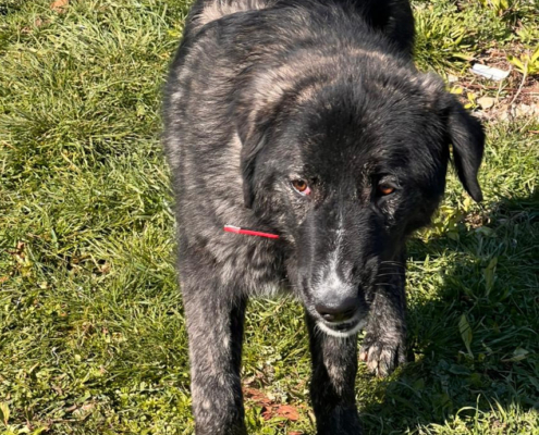 Tiger Zorro Dogsavior Aug25 Beitragsbild