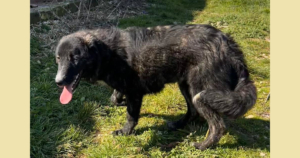 Tiger Zorro Dogsavior Aug25 Social Media