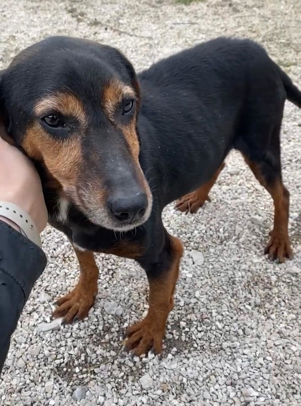 Waldi Zorro Dogsavior Aug25 1
