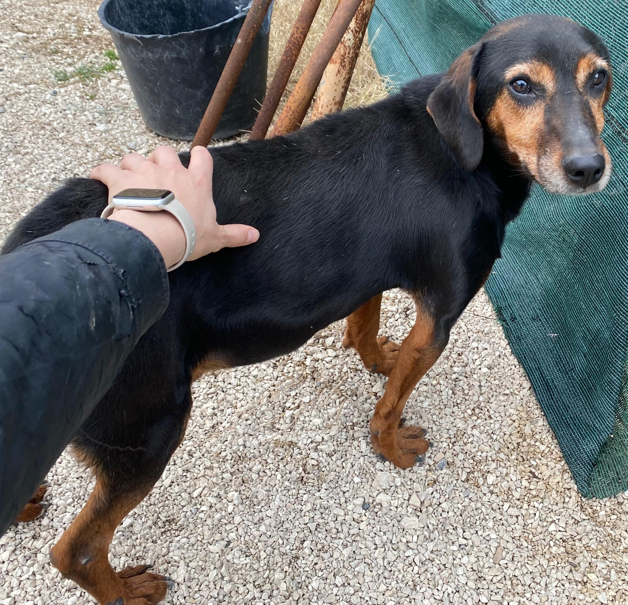 Waldi Zorro Dogsavior Aug25 2