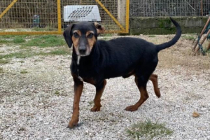 Waldi Zorro Dogsavior Aug25 5