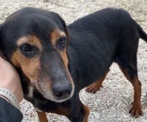 Waldi Zorro Dogsavior Aug25 Beitragsbild
