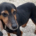 Waldi Zorro Dogsavior Aug25 Beitragsbild