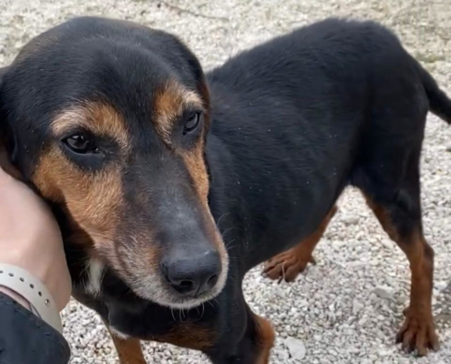 Waldi Zorro Dogsavior Aug25 Beitragsbild