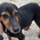 Waldi Zorro Dogsavior Aug25 Beitragsbild