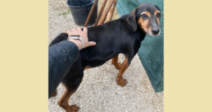 Waldi Zorro Dogsavior Aug25 Social Media