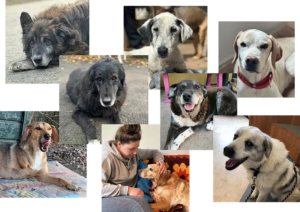Collage einiger Senioren, die im Hundehospiz leben