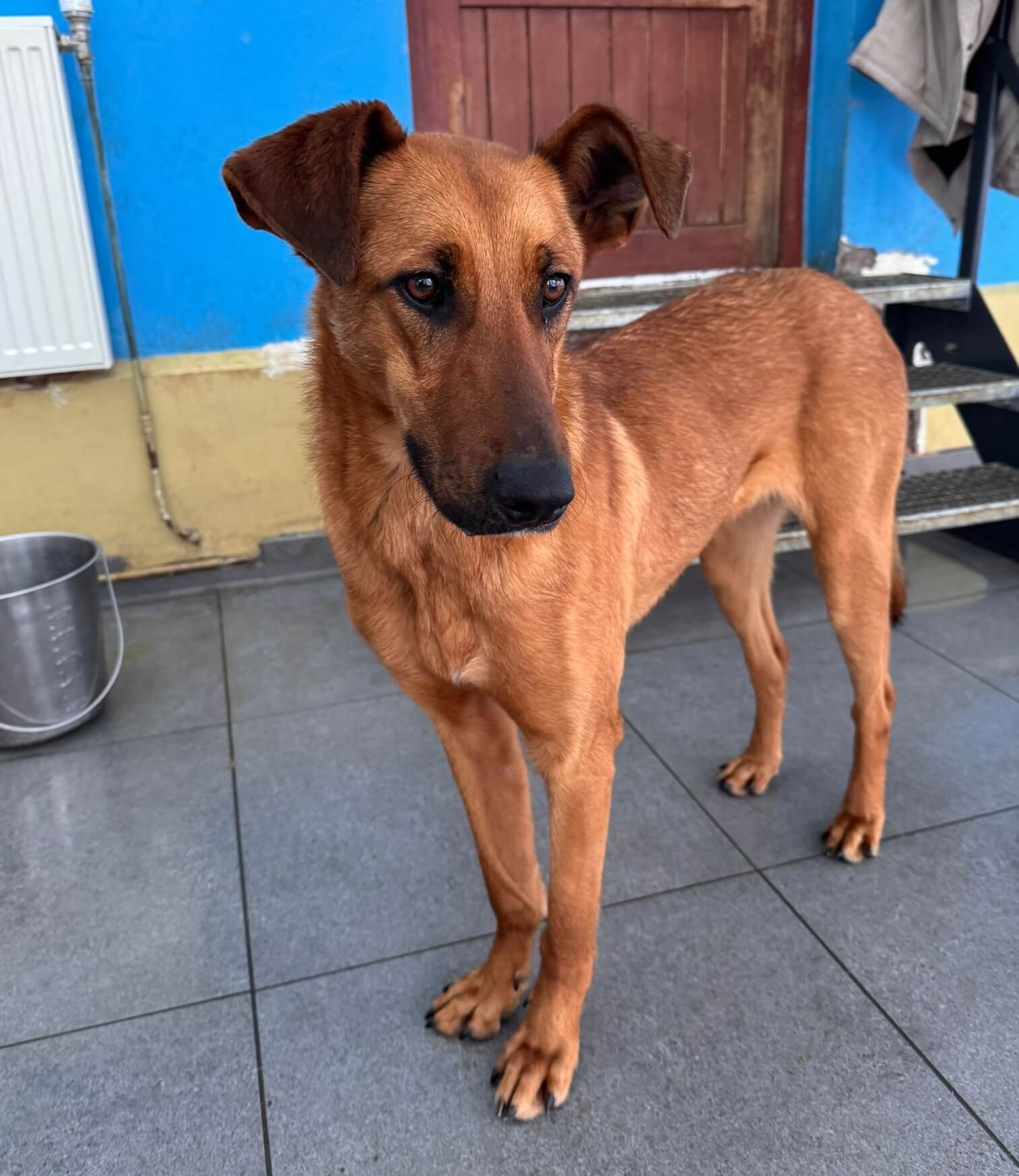 Candy, eine stolze und wunderschöne junge Hündin