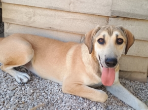 Angeliki Zorro Dogsavior Sep2025 1