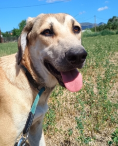 Angeliki Zorro Dogsavior Sep2025 2