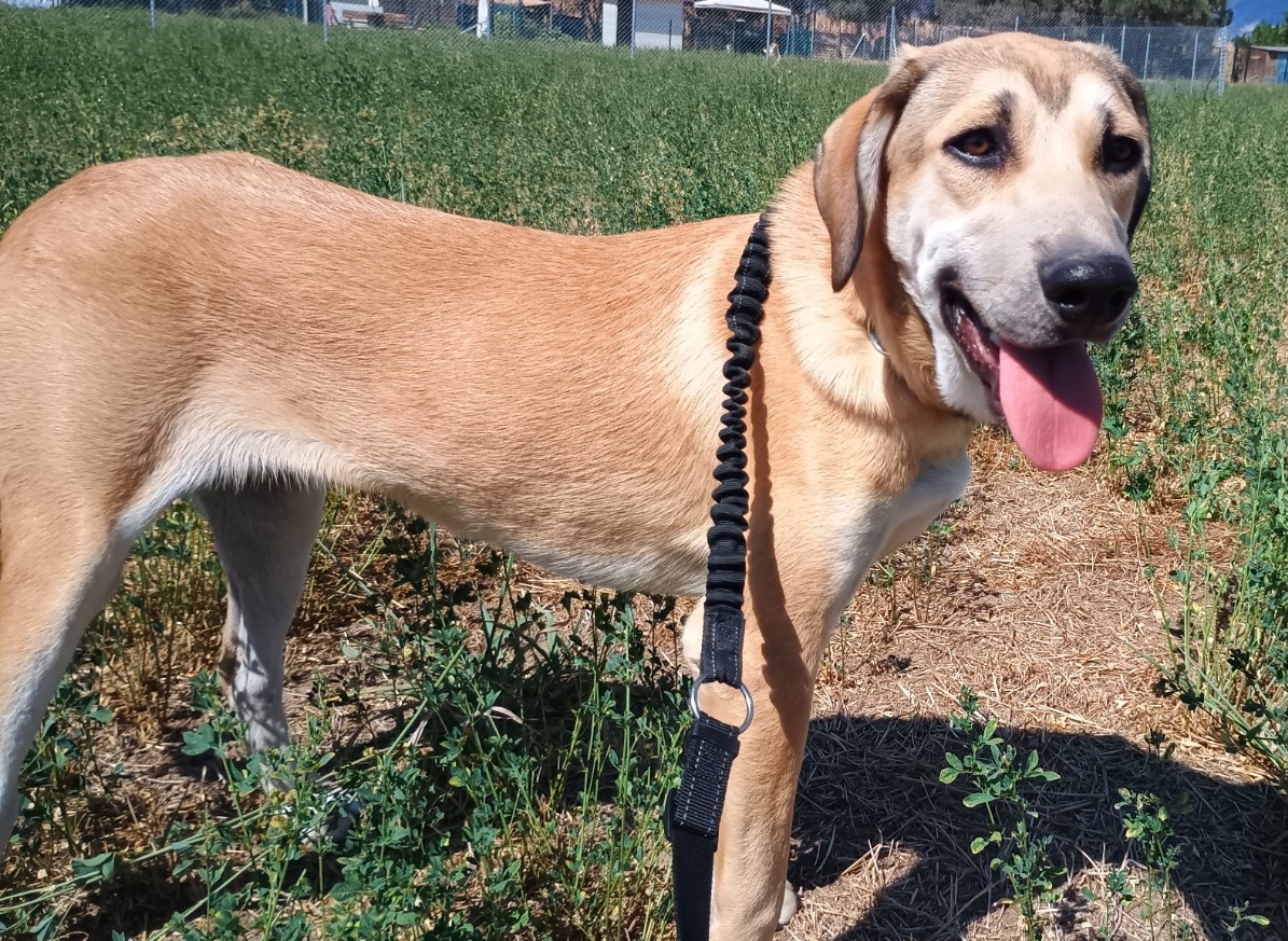 Angeliki Zorro Dogsavior Sep2025 3