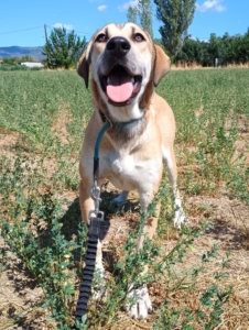 Angeliki Zorro Dogsavior Sep2025 4