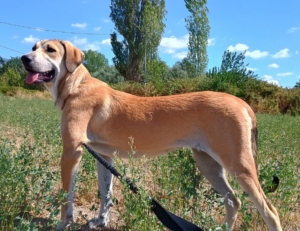 Angeliki Zorro Dogsavior Sep2025 5