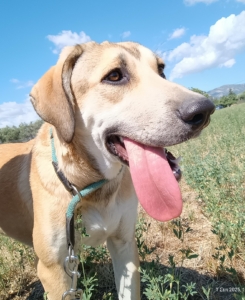 Angeliki Zorro Dogsavior Sep2025 6