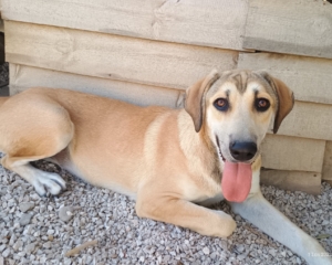 Angeliki Zorro Dogsavior Sep2025 Beitragsbild