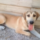 Angeliki Zorro Dogsavior Sep2025 Beitragsbild