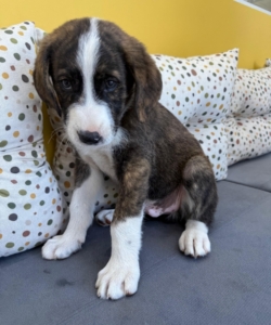 Belo zorro dogsavior