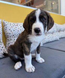 Belo zorro dogsavior 2