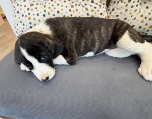 Belo zorro dogsavior 3