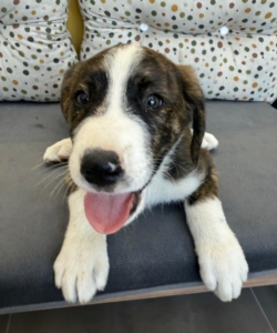 Belo zorro dogsavior