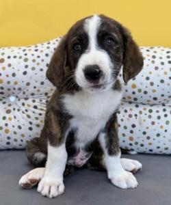 Belo zorro dogsavior 5