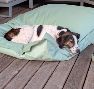 Brownie Gluecksgeschichte 11 2025 2