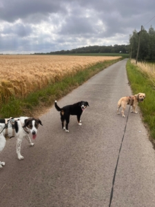 Brownie Gluecksgeschichte 11 2025 3