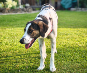 Brownie Gluecksgeschichte HP 11 2025 4