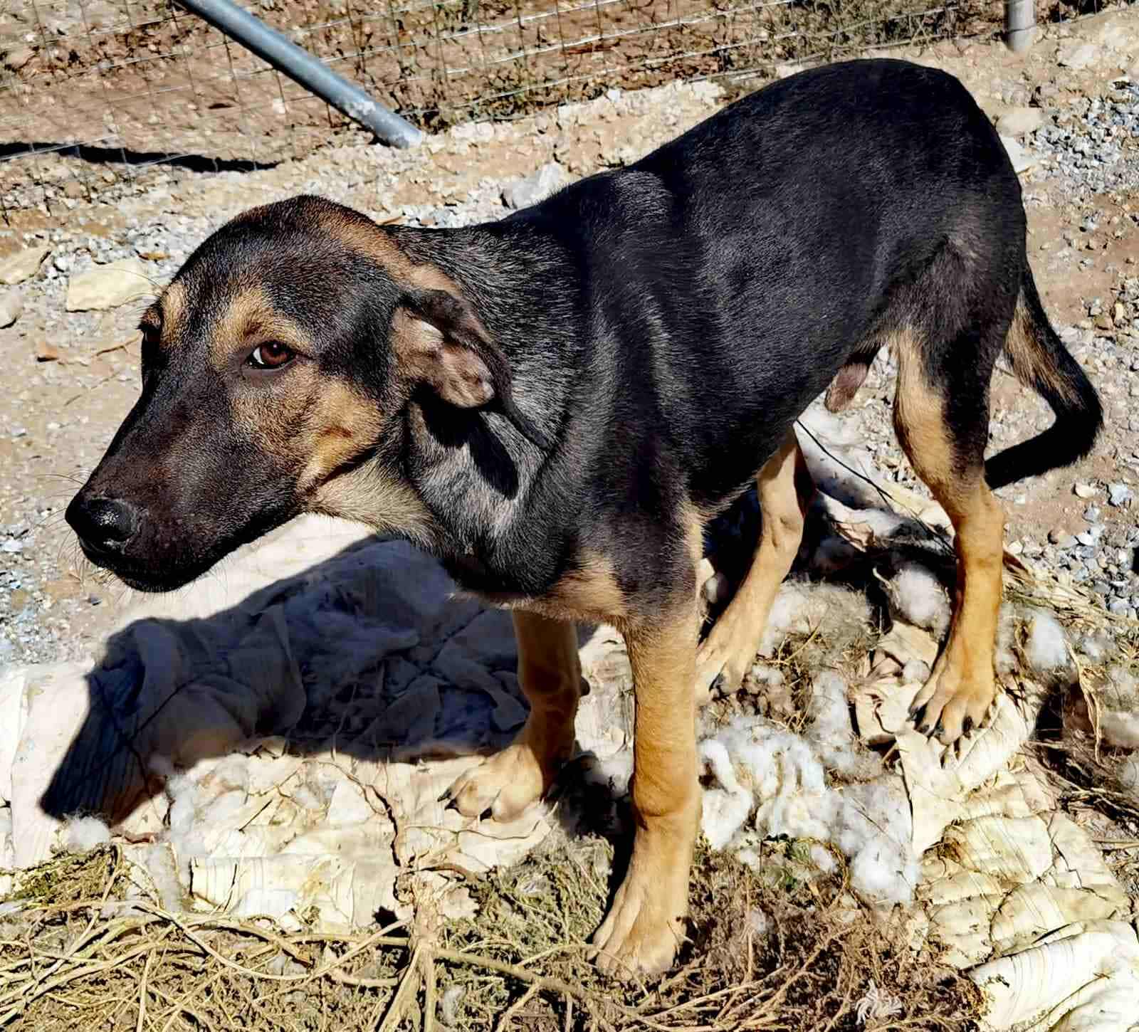 Bruce Zorro Dogsavior Nov25 1