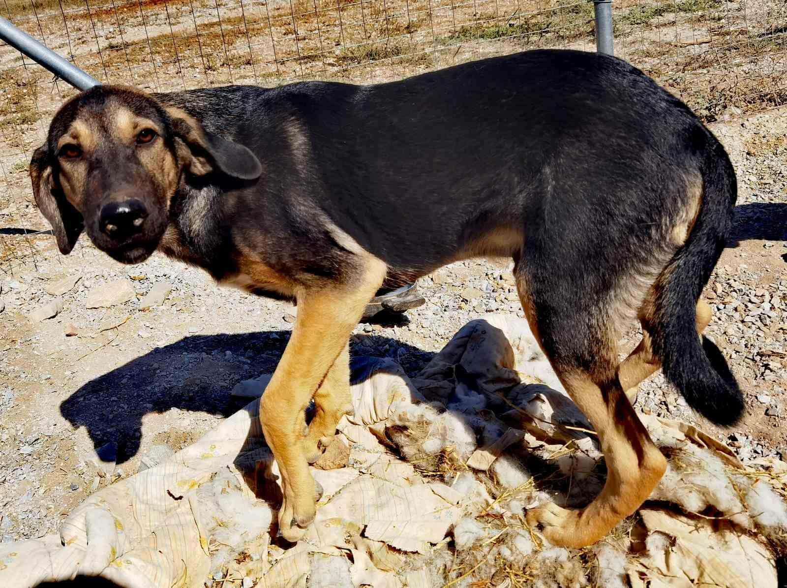 Bruce Zorro Dogsavior Nov25 2