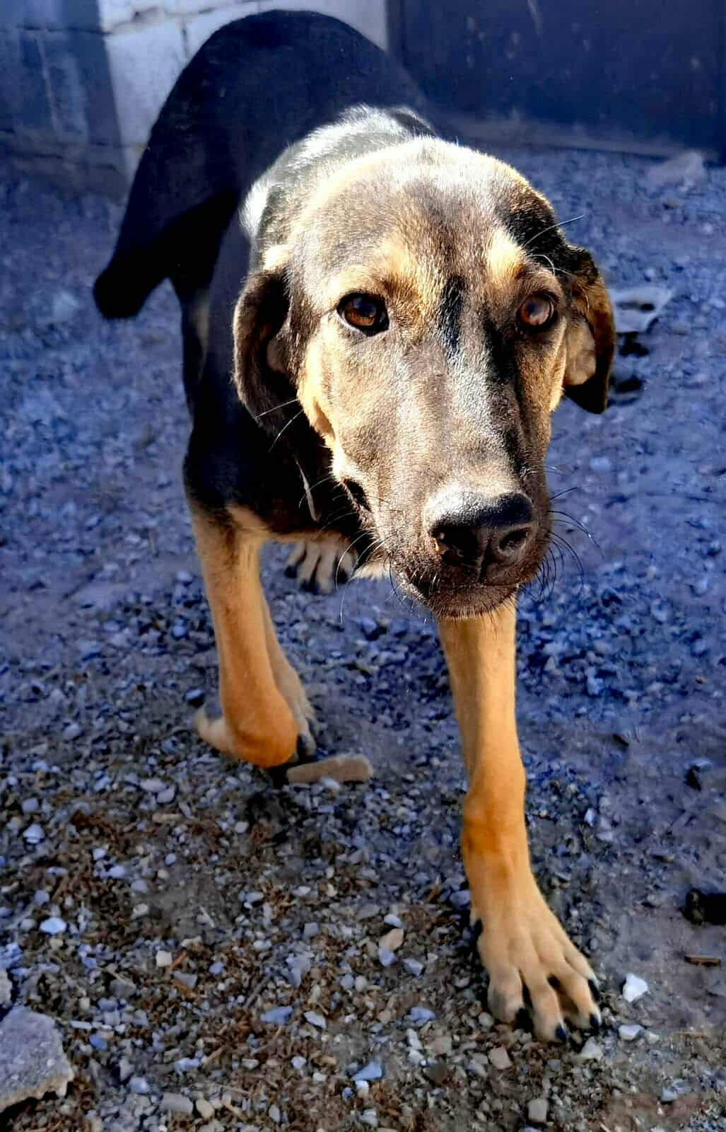 Bruce Zorro Dogsavior Nov25 3