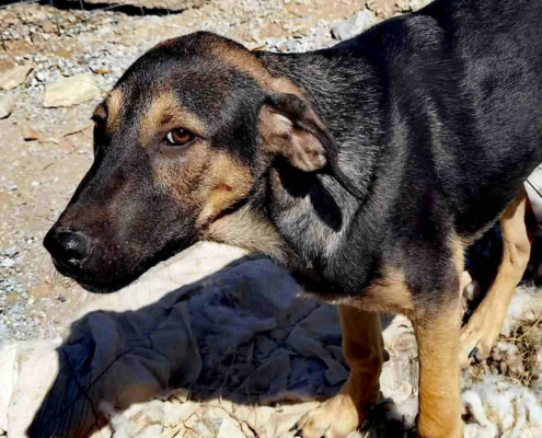 Bruce Zorro Dogsavior Nov25 Beitragsbild