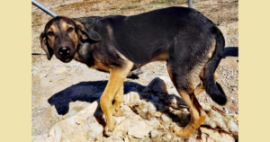 Bruce Zorro Dogsavior Nov25 Social Media