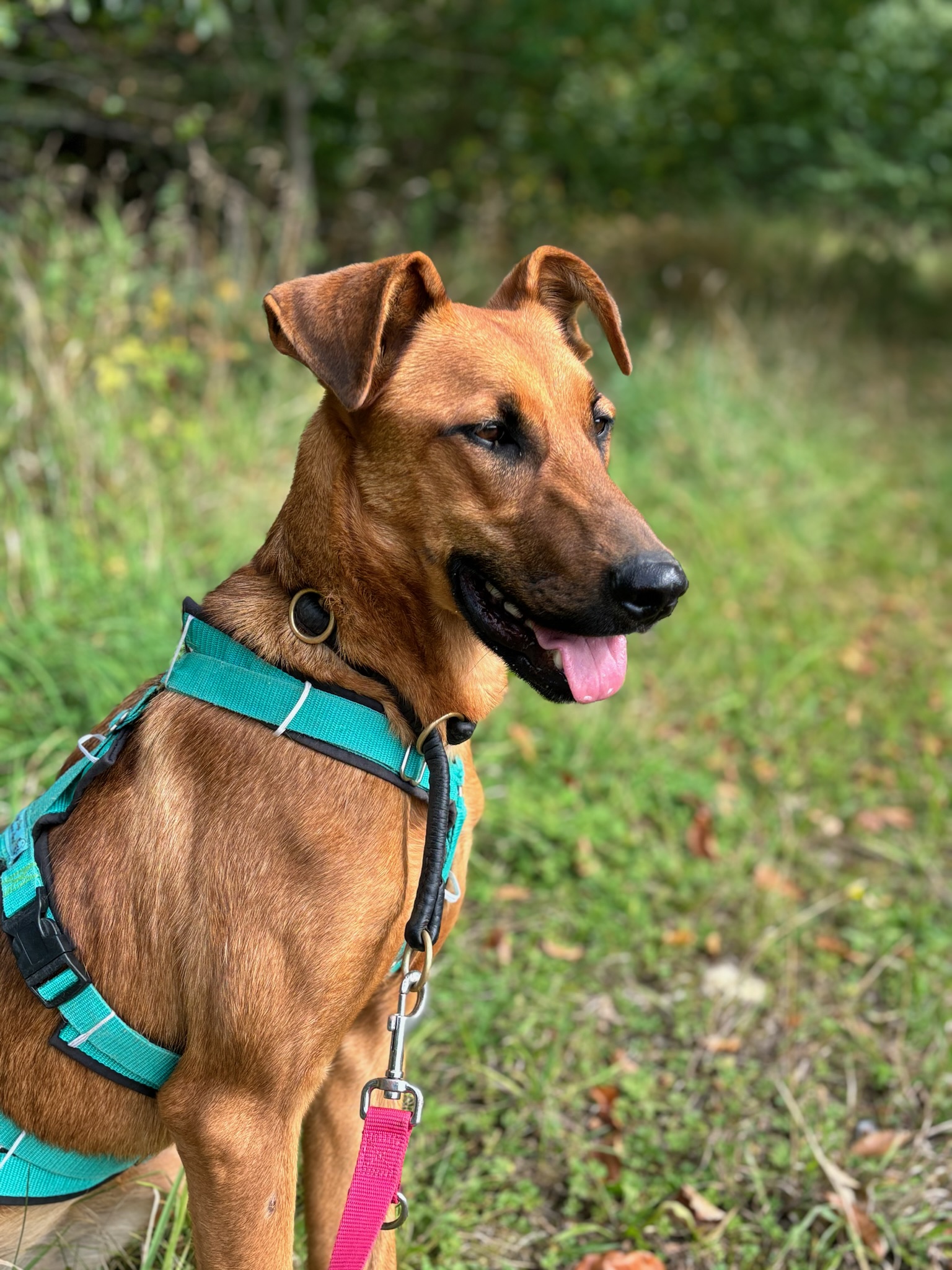 Candy Zorro Dogsavior Sep25 1