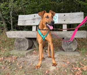 Candy Zorro Dogsavior Sep25 2