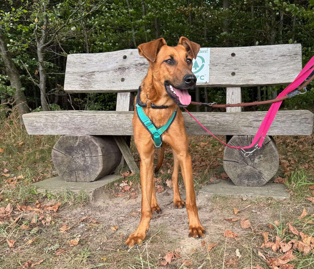 Candy Zorro Dogsavior Sep25 2