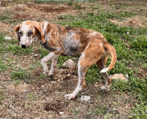 Dalia Zorro Dogsavior Sep25 1