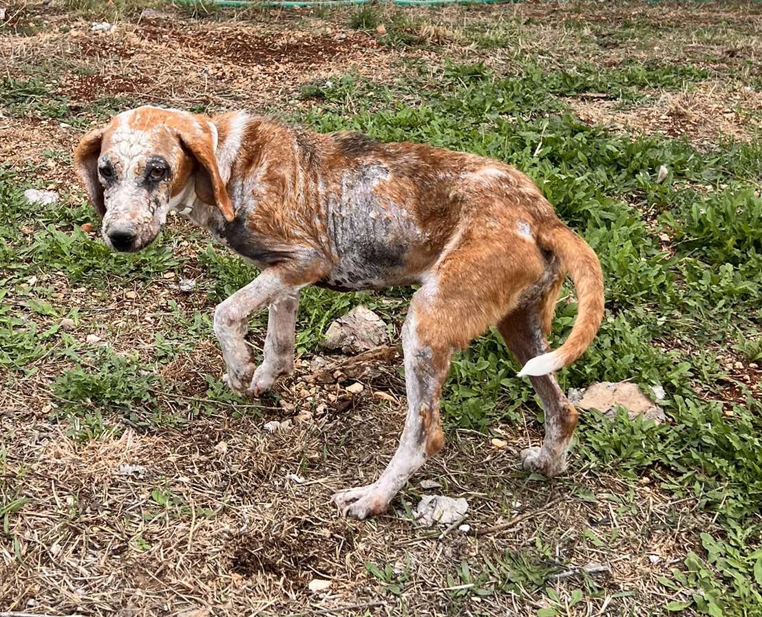 Dalia Zorro Dogsavior Sep25 1
